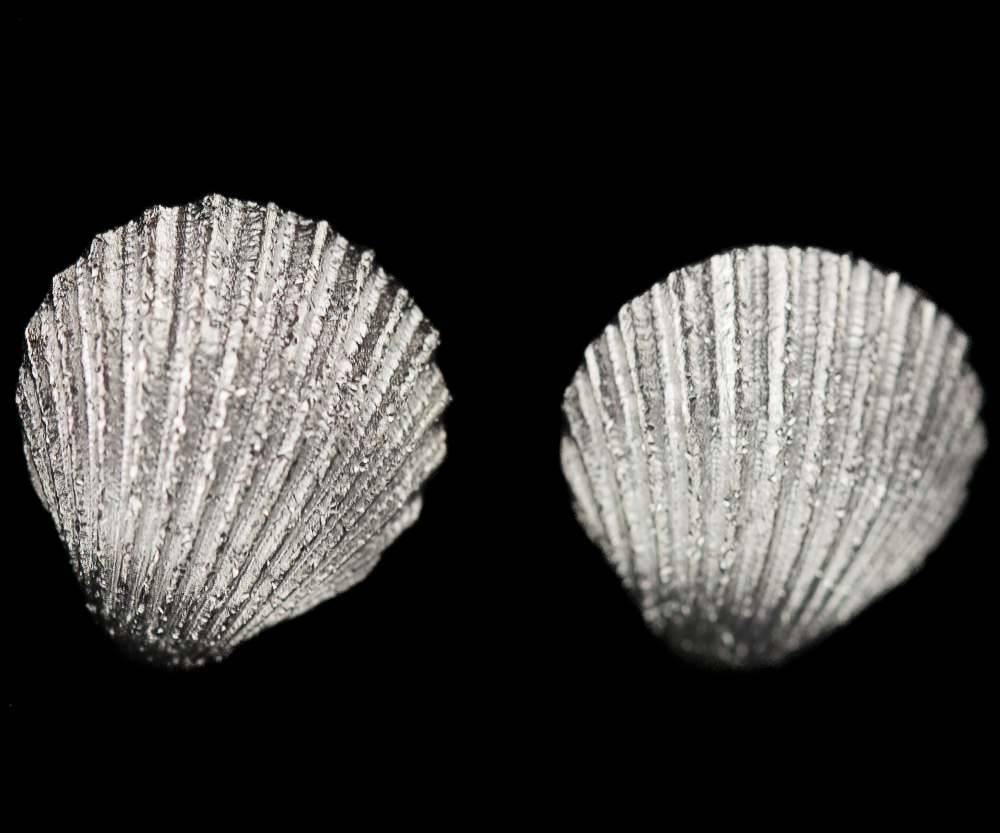 PRE1217007 - Zilveren schelpoorbellen